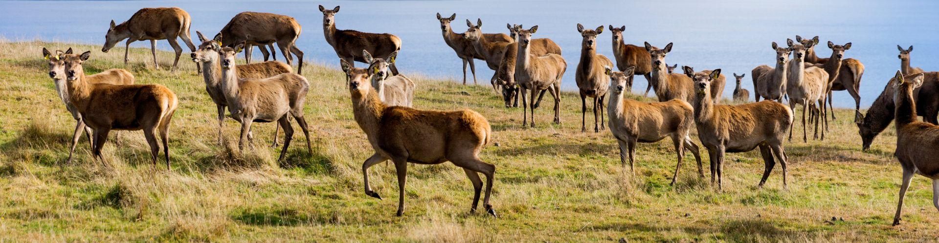 Ground-breaking Clinical Trial Finds Pāmu Deer Milk Improves Muscle Mass and Physical Performance